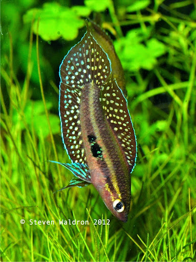 Tropical Fish Store «Aquarium Zen», reviews and photos, 920 NE 64th St, Seattle, WA 98115, USA