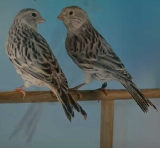 Pet Supply Store «E & N Pet Paradise Shop», reviews and photos, 289 E Gun Hill Rd, Bronx, NY 10467, USA