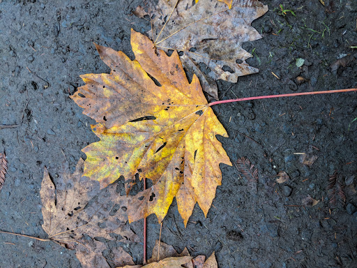 Park «Ravenna Park», reviews and photos, 5520 Ravenna Ave NE, Seattle, WA 98105, USA