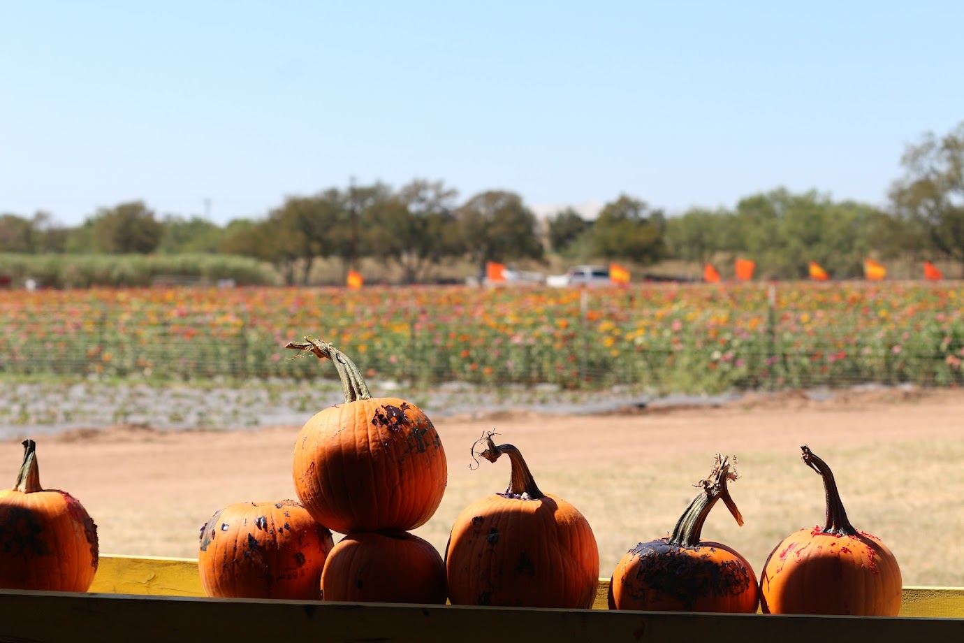 Sweet Berry Farm