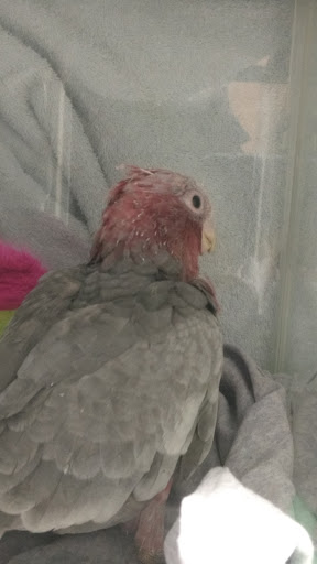 Pet Store «Birdwalk», reviews and photos, 549 Liberty St, Painesville, OH 44077, USA