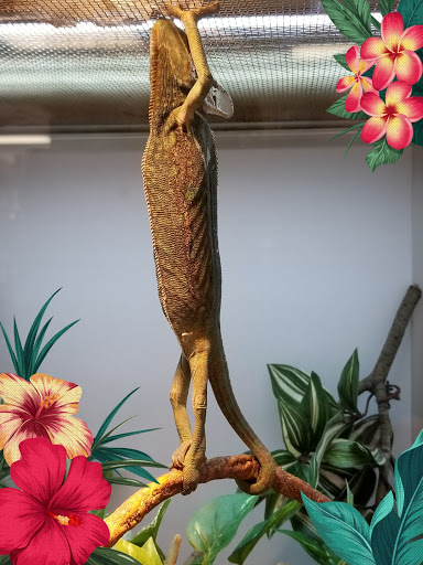 Pet Store «Pet Malls», reviews and photos, 11691 Boyette Rd, Riverview, FL 33569, USA