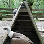 Photo n° 1 de l'avis de Marion. fait le 27/05/2023 à 18:41 pour Rocher des Aigles à Rocamadour
