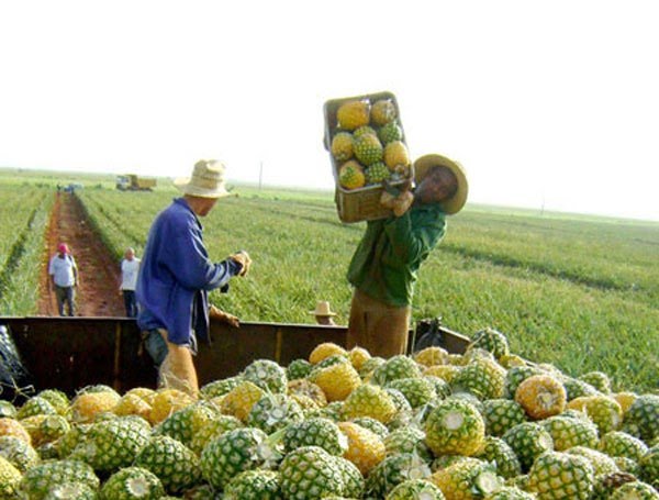 AGROSAYD Agroindustria Productiva Orense - Mercado