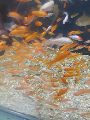 Pet Supply Store «Pet Supermarket», reviews and photos, 4500 N State Rd 7, Pompano Beach, FL 33073, USA