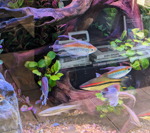 Pet Store «Aquarium Designs», reviews and photos, 15229 San Pedro Ave, San Antonio, TX 78232, USA