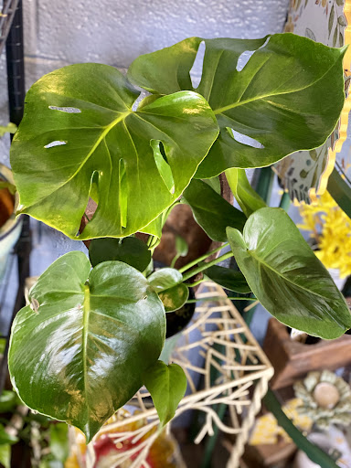 Florist «Green Acres Garden Center & Florist», reviews and photos, 1917 W 4th St, Coffeyville, KS 67337, USA