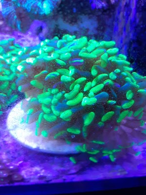 Treasures of the Sea - photo 86