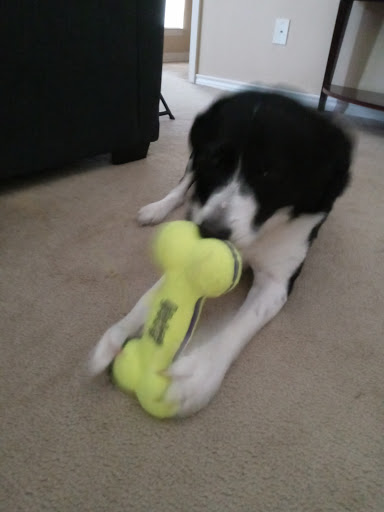 Pet Supply Store «Petco Animal Supplies», reviews and photos, 1410 N Loop 336 W, Conroe, TX 77304, USA