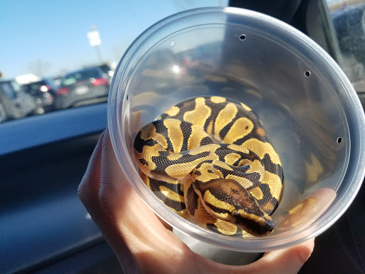 Reptile Store «Cleveland Reptile Show», reviews and photos, 17250 Hummel Rd, Brook Park, OH 44142, USA