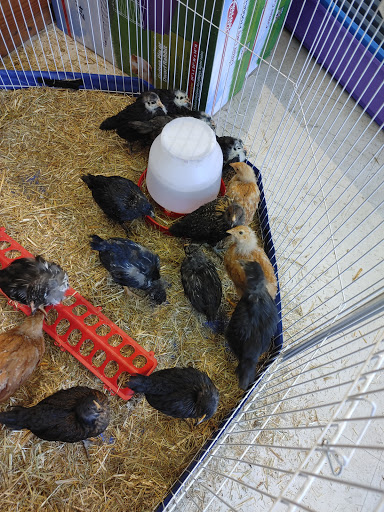 Pet Supply Store «Devine Feed And Pet», reviews and photos, 711 Main St, Norwell, MA 02061, USA