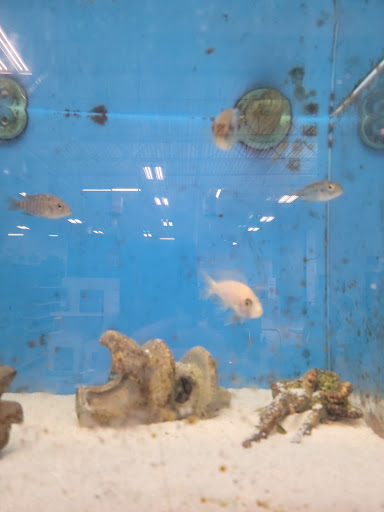 Pet Supply Store «PetSmart», reviews and photos, 198 Promenade Blvd, Flowood, MS 39232, USA