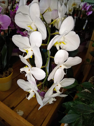 Shopping Mall «Northside Mall», reviews and photos, Ross Clark Cir & Hwy 231, Dothan, AL 36303, USA