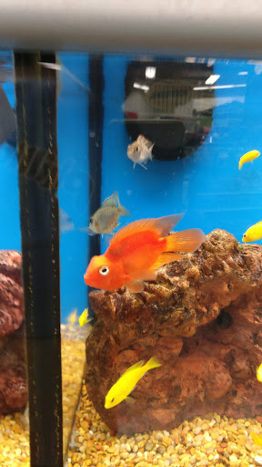 Pet Supply Store «Petco Animal Supplies», reviews and photos, 125 Lincoln Hwy, Exton, PA 19341, USA