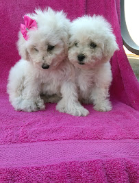 Cozy Critters Pet Sitting - Photo 3 - Car repair in Ogden, UT, Salt Lake City