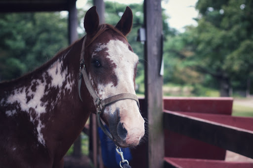 Zoo «Bailiwick Animal Park and Riding Stables», reviews and photos, 118 Castle Rd, Catskill, NY 12414, USA
