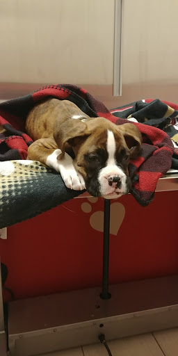 Pet Supply Store «Petco Animal Supplies», reviews and photos, 5177 Eldorado Pkwy, Frisco, TX 75033, USA