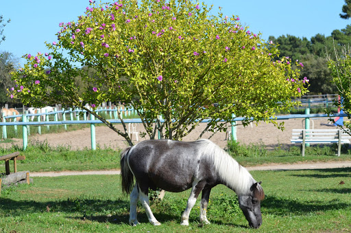 Stables Du Carbet à Saint-Trojan-les-Bains, Charente-Maritime