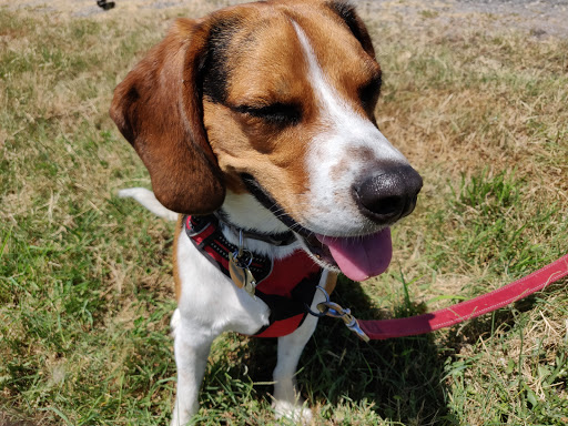 National Park «Kenilworth Park», reviews and photos, 1505 Ancostia Ave NE, Washington, DC 20019, USA