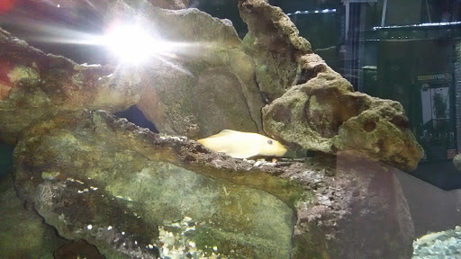 Pet Supply Store «Tropical World Pets», reviews and photos, 8444 Watson Rd, Webster Groves, MO 63119, USA