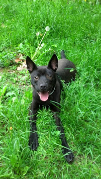 Sabrina's Petsitting - Photo 9 - Car repair in Lincoln, VT, Burlington