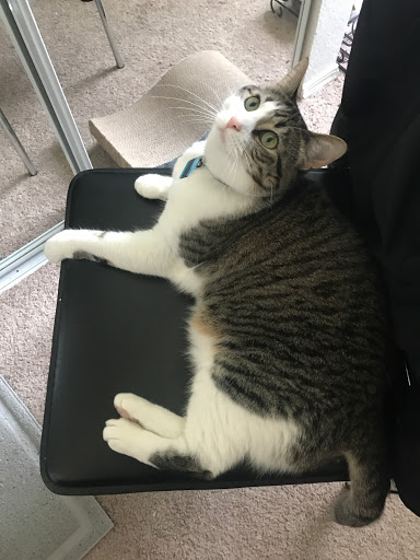 Pet Store «Rivers & Reefs Pet Center», reviews and photos, 2008 S 1st St, Austin, TX 78704, USA