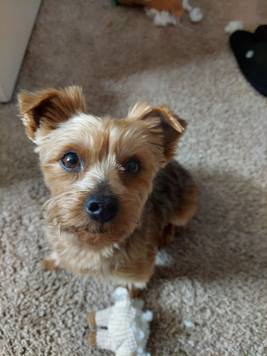 Pet Supply Store «Pet Food Gone Wild», reviews and photos, 2415 Southern Blvd SE, Rio Rancho, NM 87124, USA