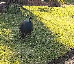 Orion Safari Lodge photo