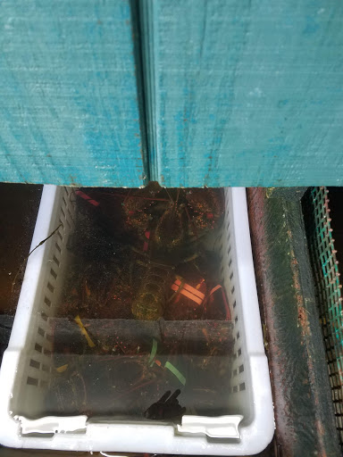 Seafood Market «Parsons Lobsters», reviews and photos, 64 Eagle Lake Rd, Bar Harbor, ME 04609, USA