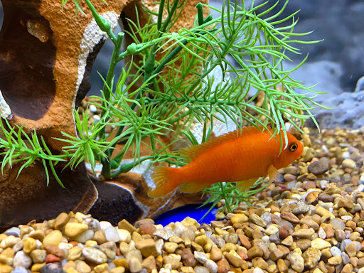 Pet Supply Store «PetSmart», reviews and photos, 9870 Brook Rd, Glen Allen, VA 23059, USA