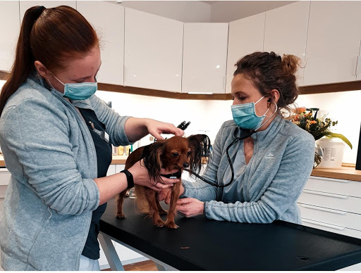 Tierarztpraxis am Grillendamm unter Brandenburg, Brandenburg