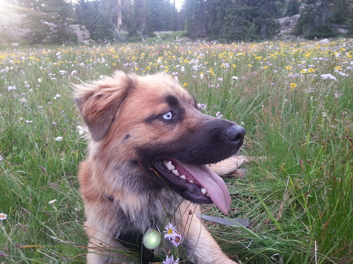 Dog Trainer «Calling All Dogs», reviews and photos, 6088 S Highland Dr, Holladay, UT 84121, USA