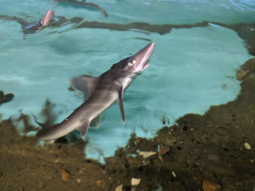 Aquarium «Biomes Marine Biology Center», reviews and photos, 6640 Post Rd, North Kingstown, RI 02852, USA