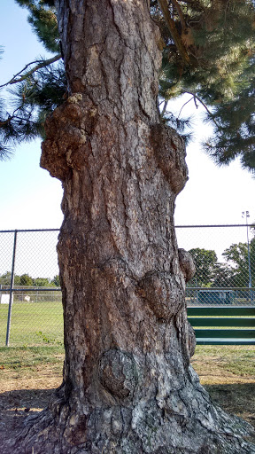 Park «Mack Park», reviews and photos, 31 Grove St, Salem, MA 01970, USA