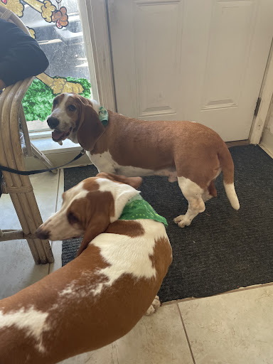 Pet Groomer «Pampered Pets», reviews and photos, 3018 Airport Blvd, Mobile, AL 36606, USA