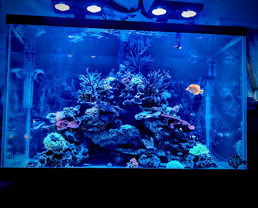 Pet Store «Fish Geeks», reviews and photos, 5845 Hillside Ln, Mechanicsburg, PA 17050, USA