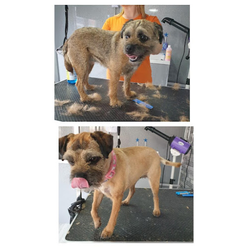 Barks & Bubbles Dog Grooming - Glasgow