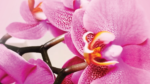 Jardines en todas partes⎥diseño mantenimiento jardines paisajismo⎥Quito⎥macetas orquideas