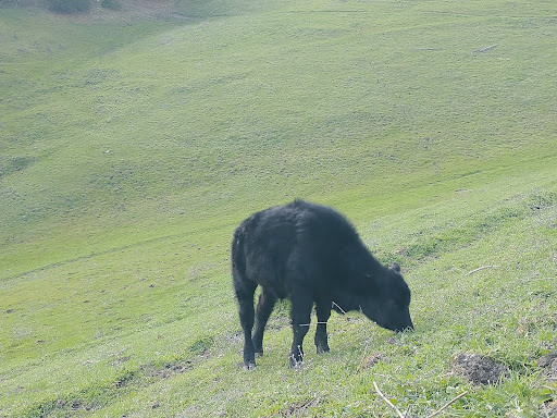 Park «Las Trampas Regional Wilderness», reviews and photos, 18012 Bollinger Canyon Rd, San Ramon, CA 94583, USA