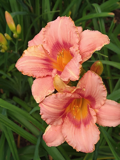 Park «Travers Park», reviews and photos, 76-9 34th Ave, Jackson Heights, NY 11372, USA