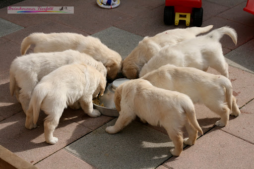 Golden Retriever Zucht 