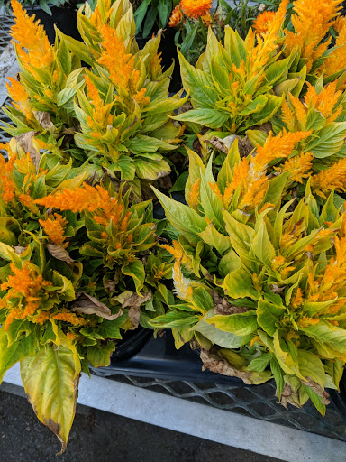 Hardware Store «Orchard Supply Hardware», reviews and photos, 2245 Gellert Blvd, South San Francisco, CA 94080, USA