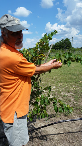 Winery «Hutchinson Farm Winery, LLC», reviews and photos, 8061 Stone Rd, Apopka, FL 32703, USA