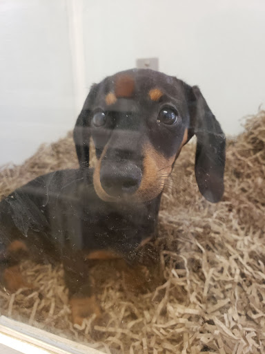 Pet Store «Puppy City», reviews and photos, 3343 Valley Pike, Winchester, VA 22602, USA