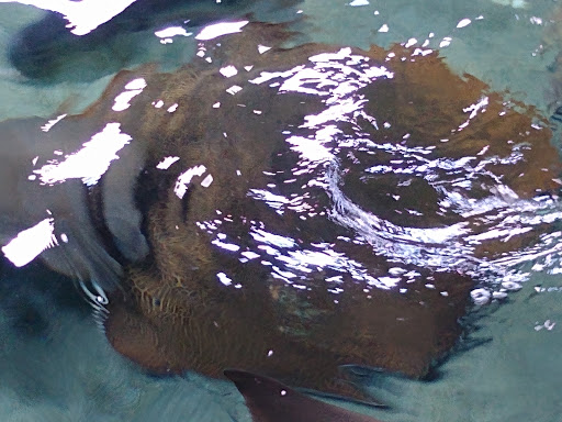 Aquarium «Shark Encounter», reviews and photos, 7007 Sea World Dr, Orlando, FL 32821, USA