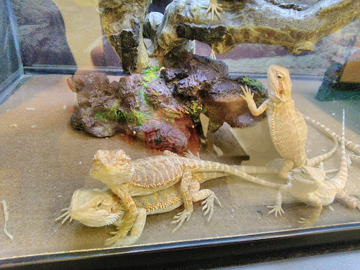 Pet Supply Store «Petco Animal Supplies», reviews and photos, 7223 Coastal Blvd, Brooksville, FL 34613, USA