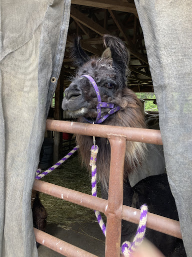 Farm «Dakota Ridge Farm», reviews and photos, 189 E High St, Ballston Spa, NY 12020, USA