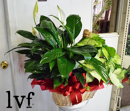Florist «Leon Valley Flowers», reviews and photos, 7113 Bandera Rd, San Antonio, TX 78238, USA