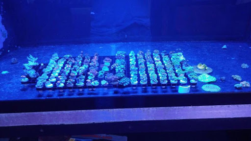 Tropical Fish Store «All Seas Aquariums», reviews and photos, 1165 W 49th St #104, Hialeah, FL 33012, USA