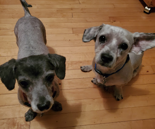 Pet Supply Store «PetSmart», reviews and photos, 5005 S 74th St, Greenfield, WI 53220, USA